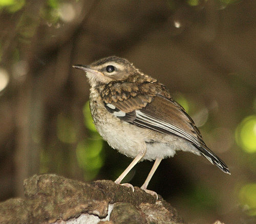 Brown scrub robin